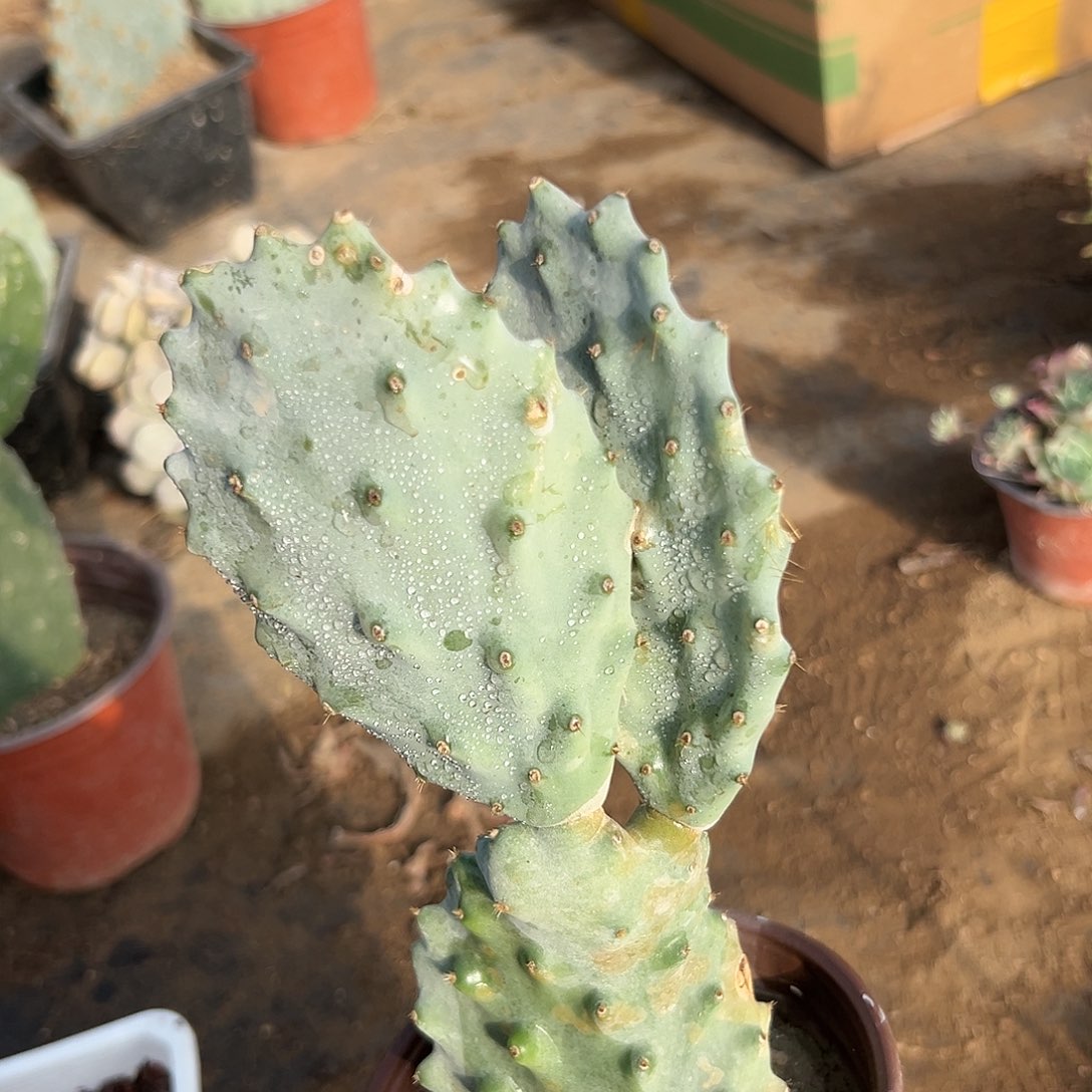多肉植物贝壳仙人掌