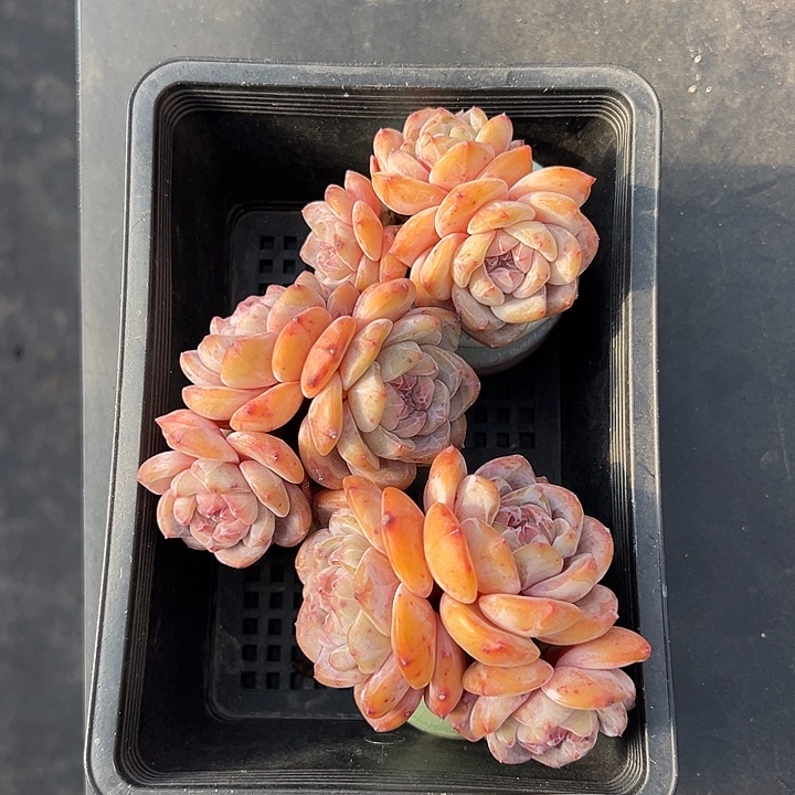 3236，三个三头星影带盆发