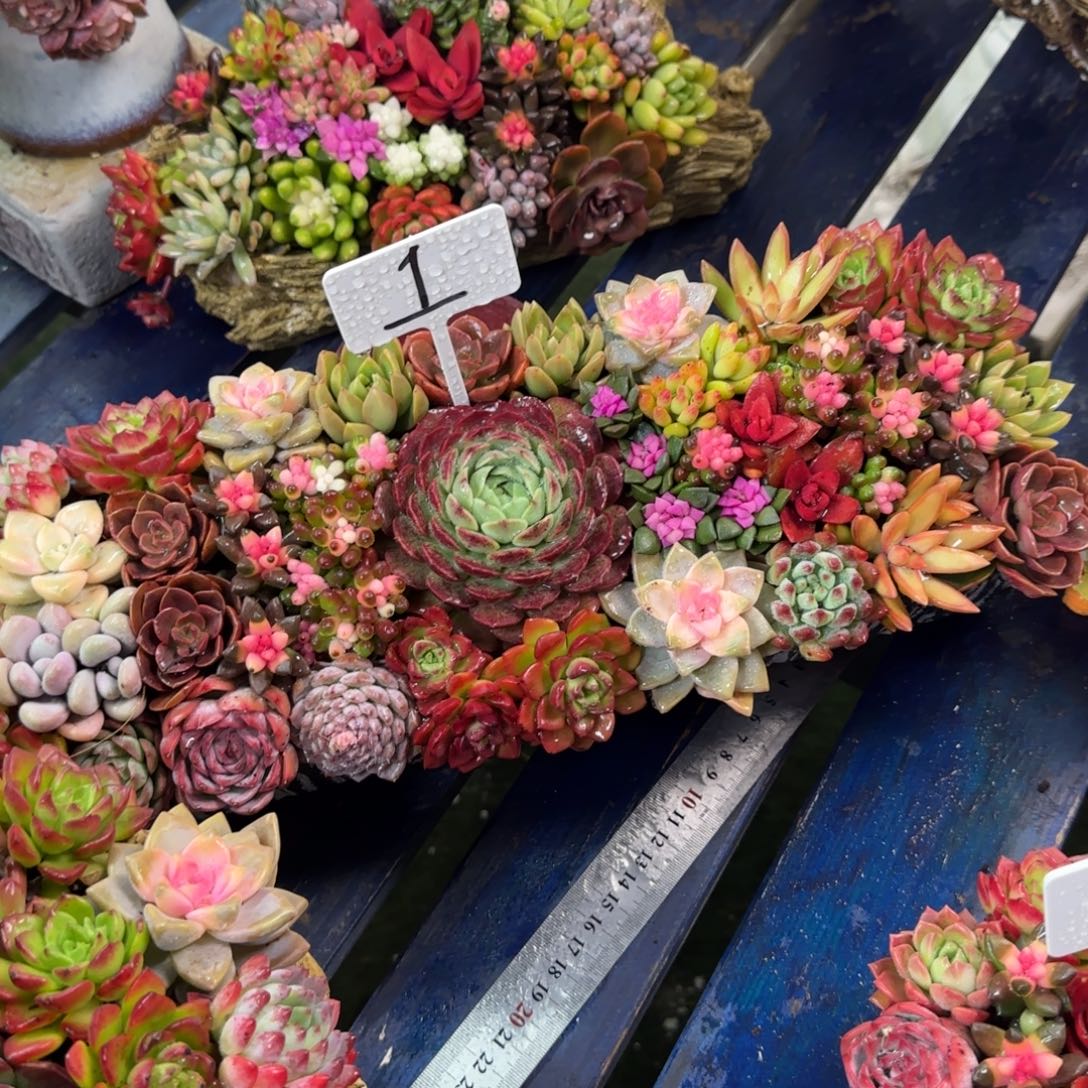 这个是真的1号多肉