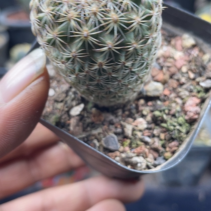 伊莎贝拉带盆发货