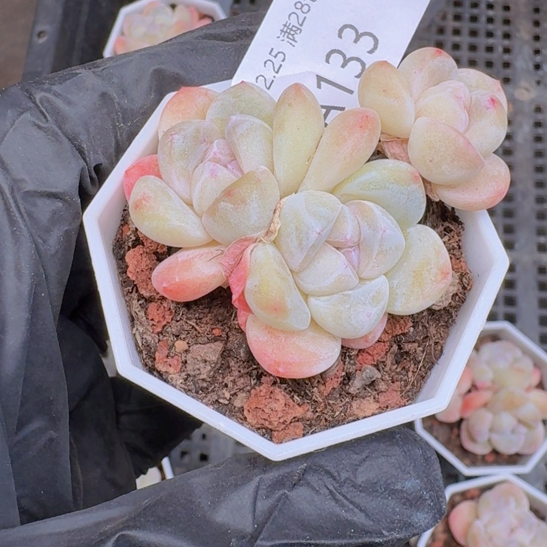 3头一颗带盆带土发