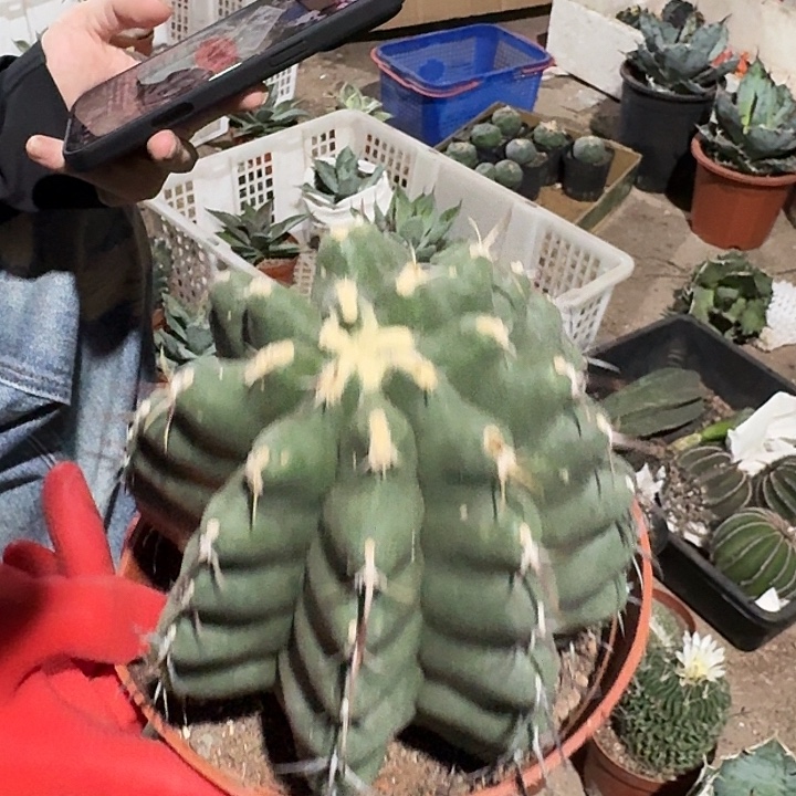 一行园艺【大红鹰】