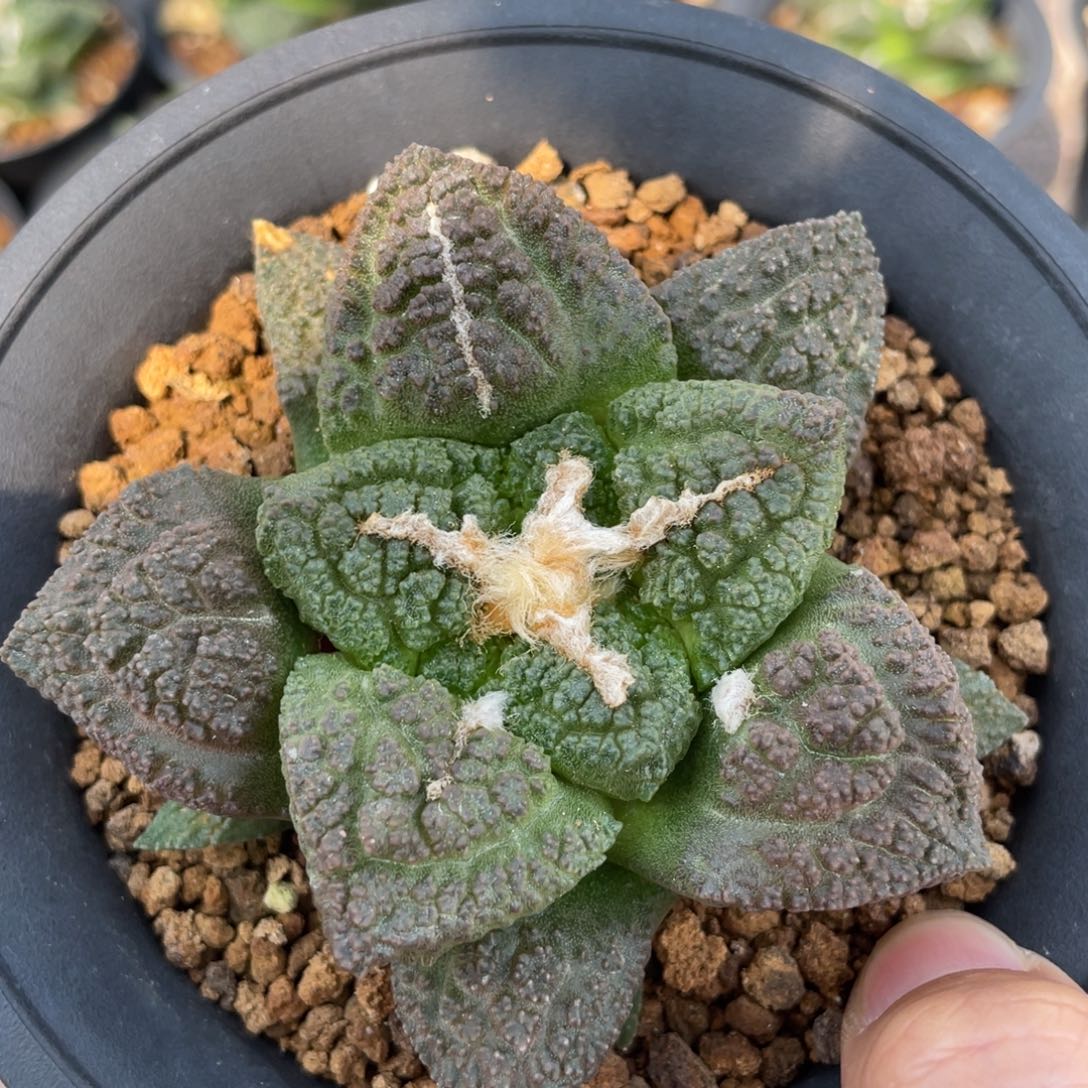 实生紫肌龟甲牡丹