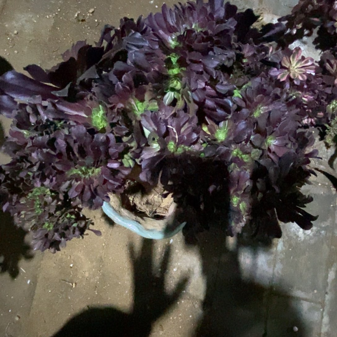 红***无花朵花纳朵朵缀