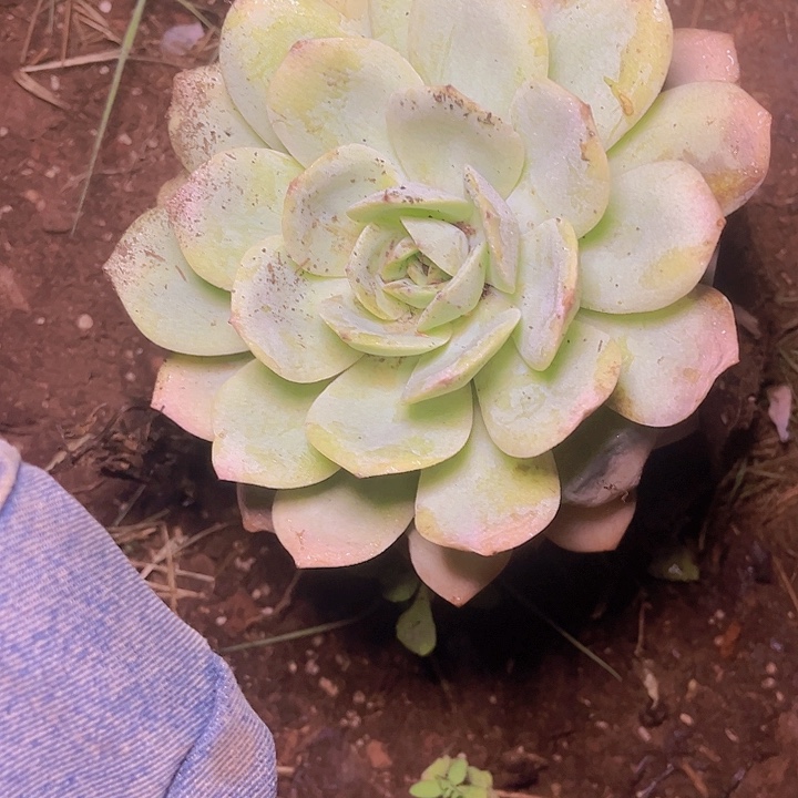 谭***霜这也不是我们说要结婚