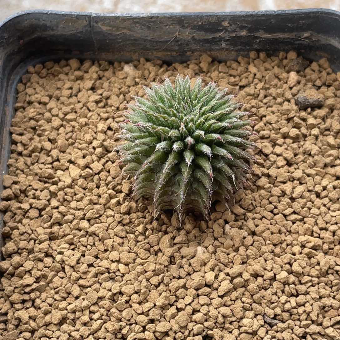 实生海胆大戟 致远