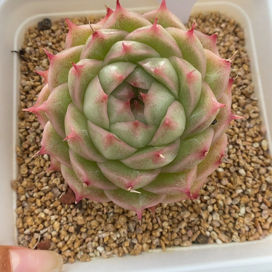 翡冷翠麦秆可拍592号。  