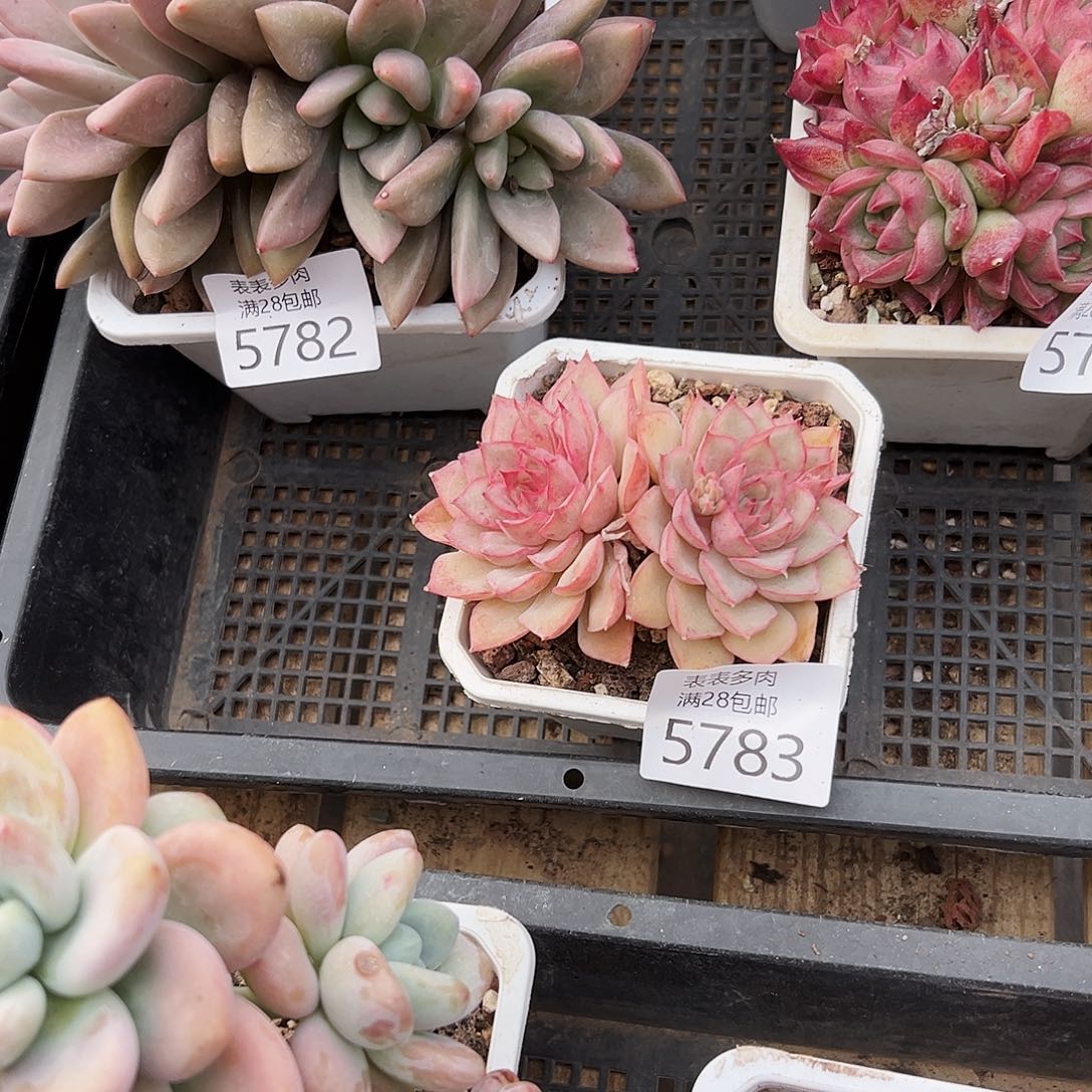 9号蝎*我们的确是一5783