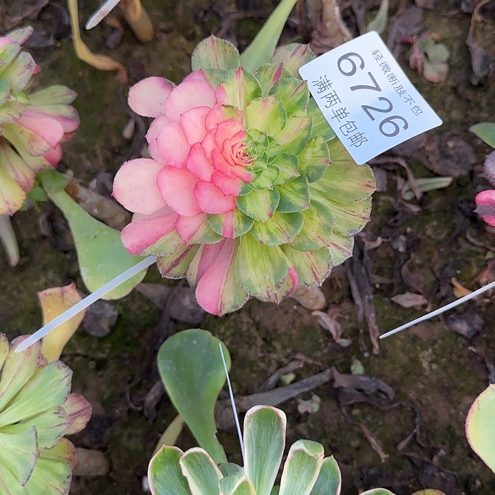 6726知否多肉植物