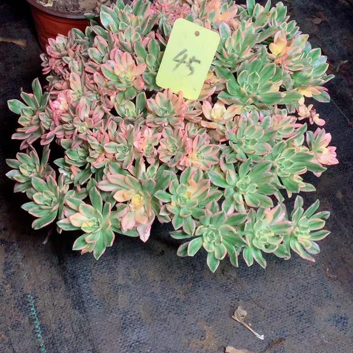 45甜茶多肉一物一拍～