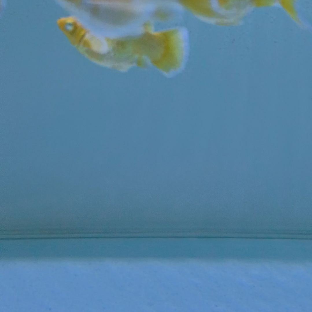 孔雀鱼黄金单母一只