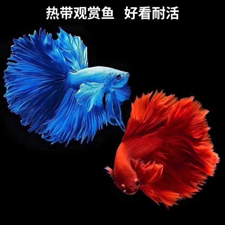 随机精选泰国斗鱼半月公鱼母鱼拍这里