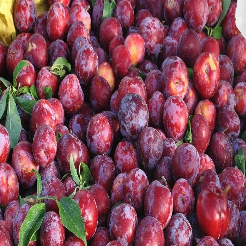 红李子9.9两斤 拉萨同城30分钟送达