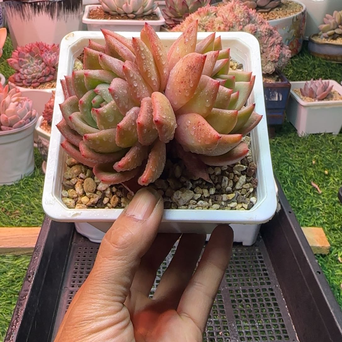 锦安精品多肉编号216