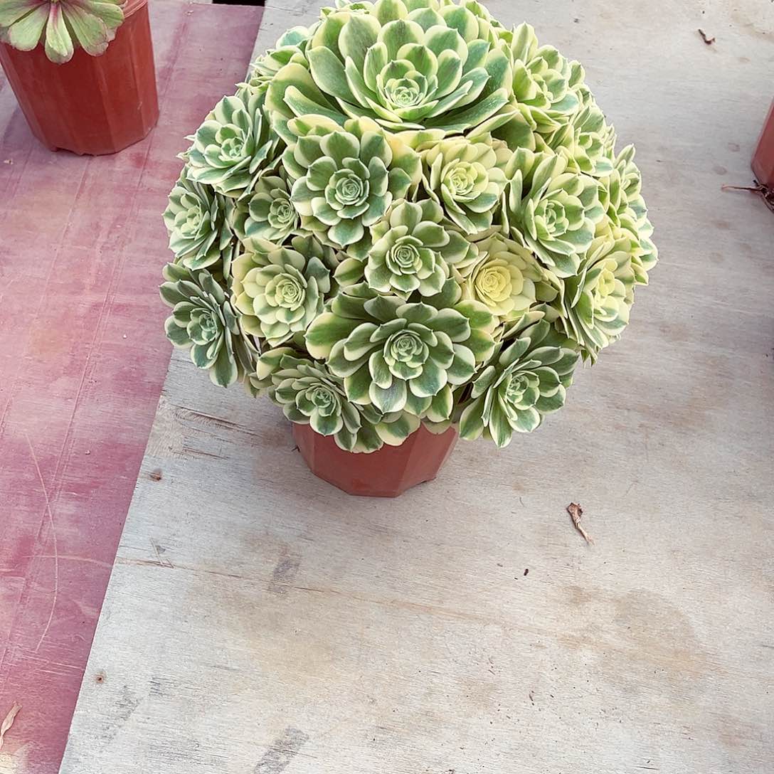 法师多肉漂亮漂亮