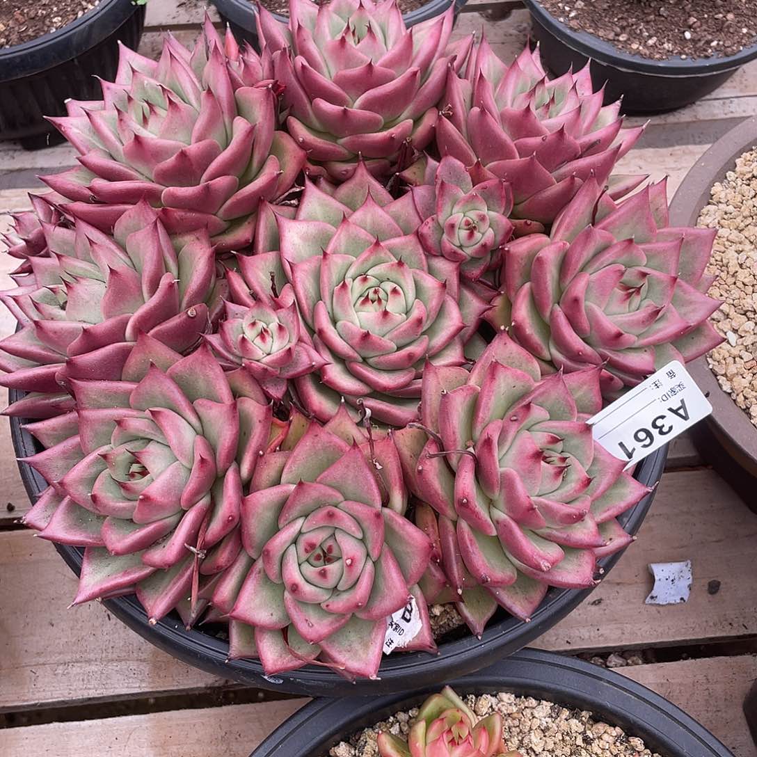 若如东云单拍A361