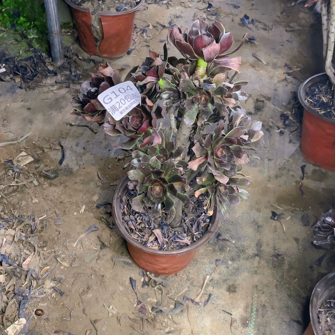 104灰法师多肉法师