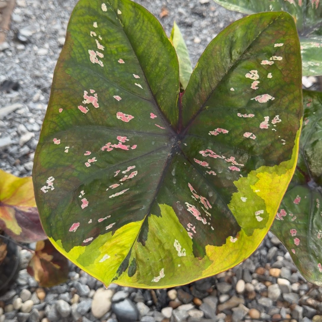 无花朵月亮公主 s020