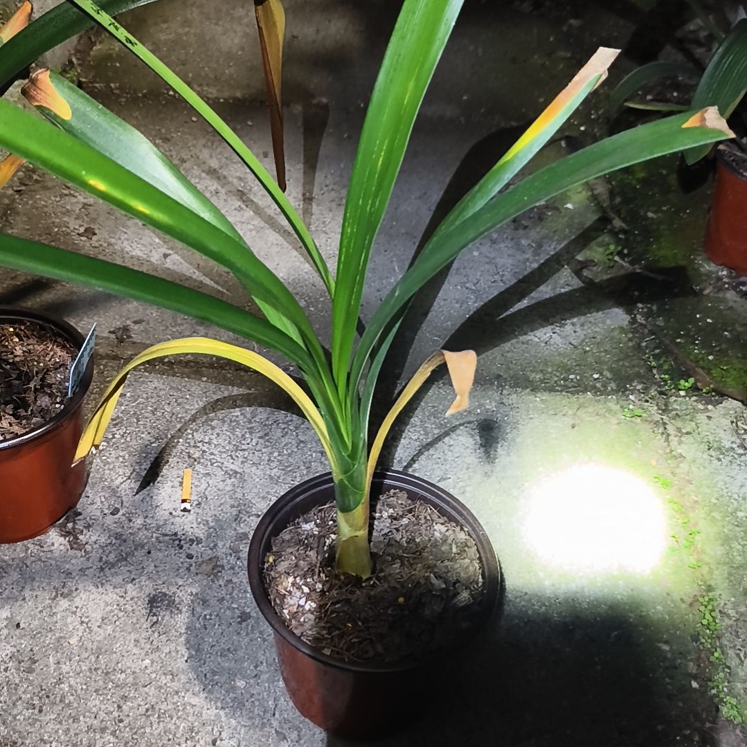 小***河完全开放盲盒下花残叶无售后