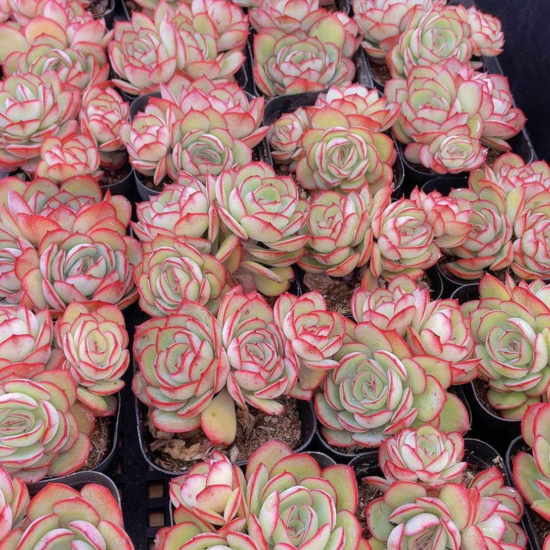 量拍150号 牡丹亭群生一个