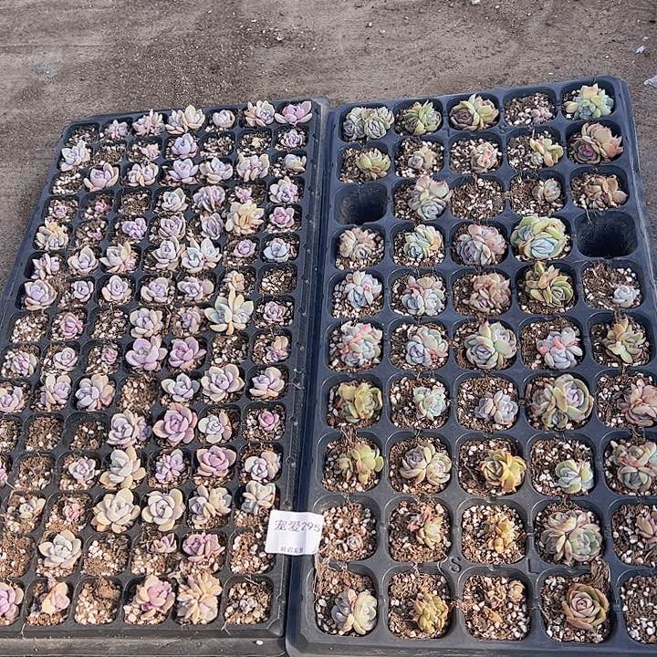 直播福利一物一拍295