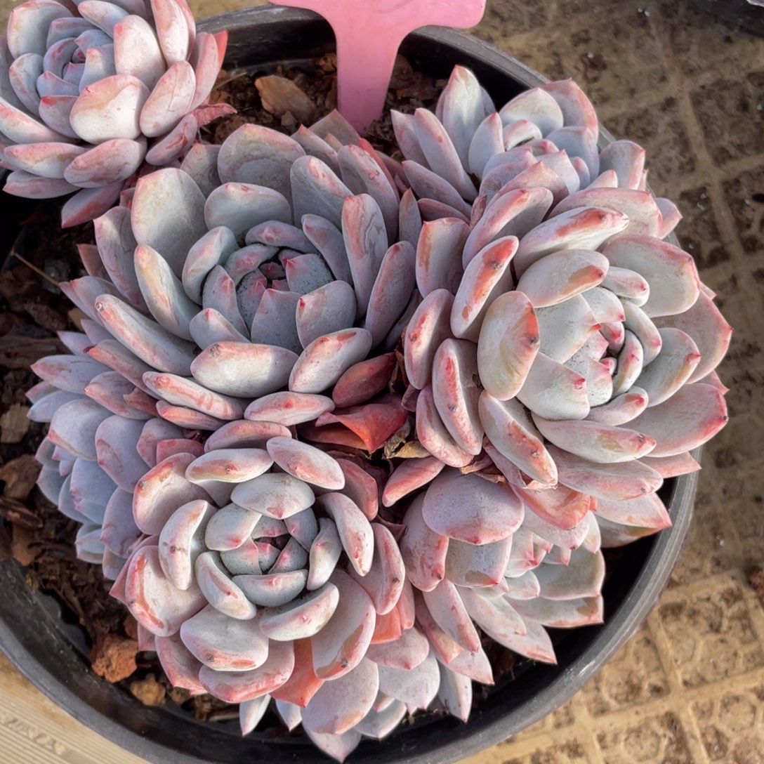 夕***颜星影多头群生发货85号