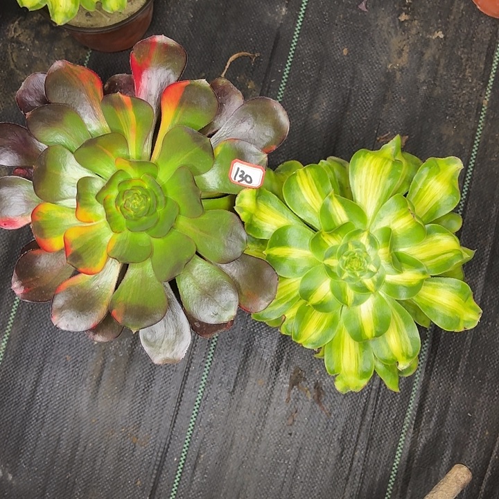 组合法师多肉130多肉植物两个