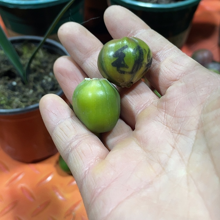 j***g完全开放君子兰四季开花稀释甲醛