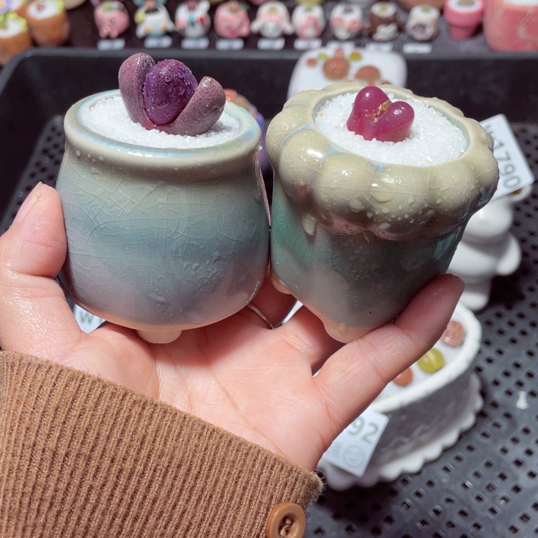 w1793 带盆土发货-零下地区拍保温箱