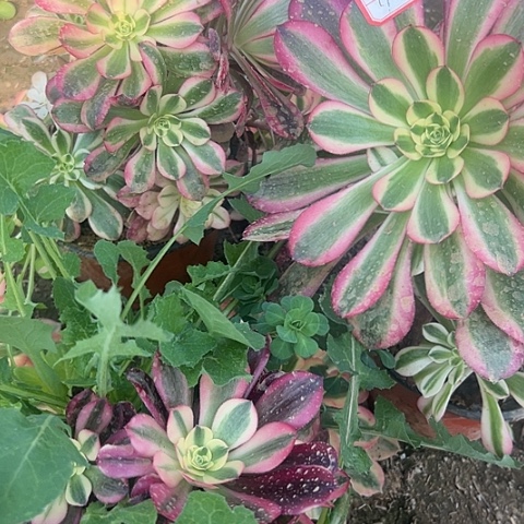 多肉美杜莎3棵99不包断枝