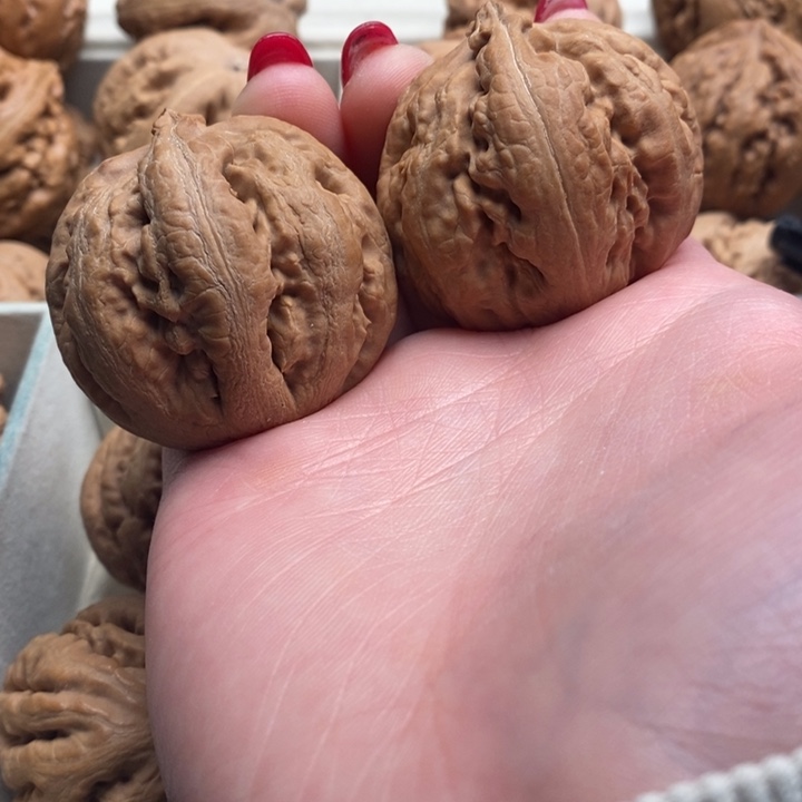 用***7霸王龙全品无修一刀没动