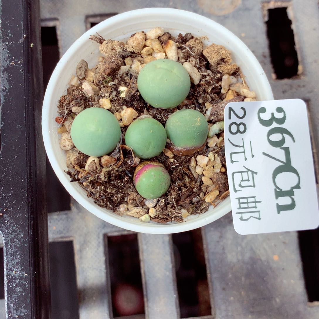 5厘米盆精控多肉367