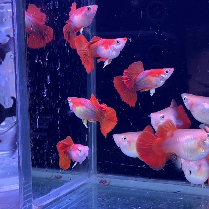 孔雀鱼黄爆球3对孔雀