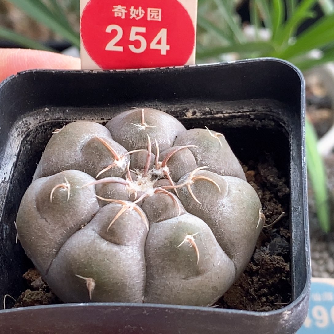 实生上腊铅皮3.8cm