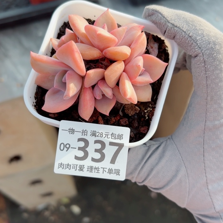 彩虹糖多肉植物多肉植物