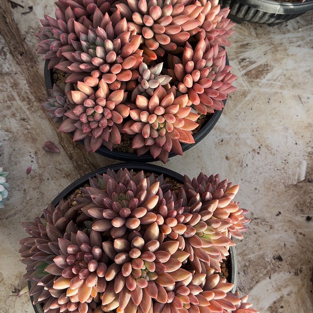 红蜻蜓多肉植物多肉