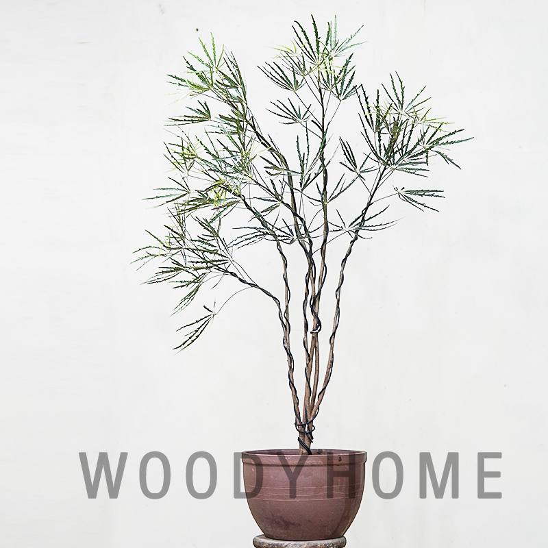 细叶孔雀木观叶绿植盆栽 手树 黑色叶片植物 室内耐阴 阔叶孔雀木