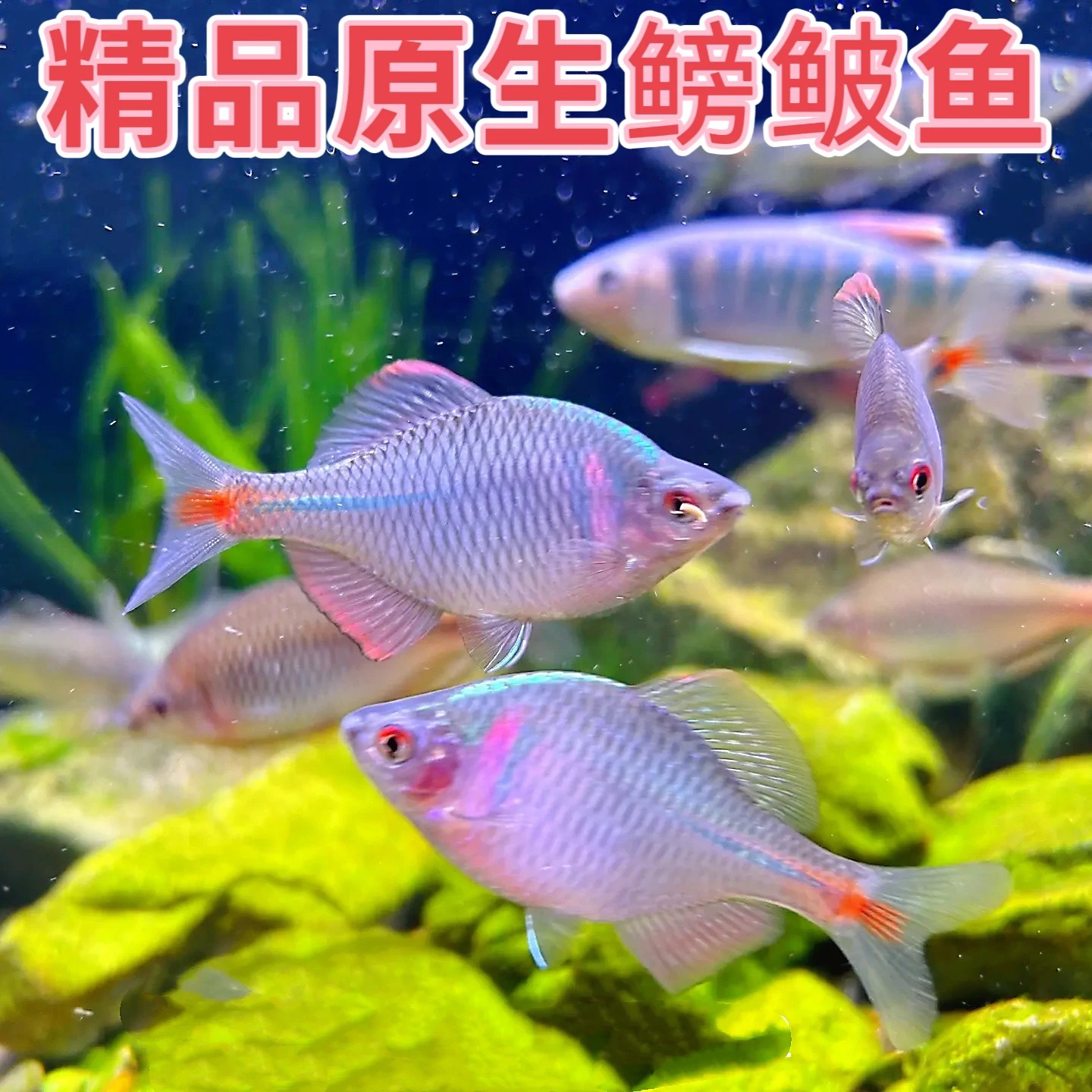 鳑鲏鱼观赏鱼冷水鱼原生鱼七彩旁皮鱼除藻活体小型原生群游鱼