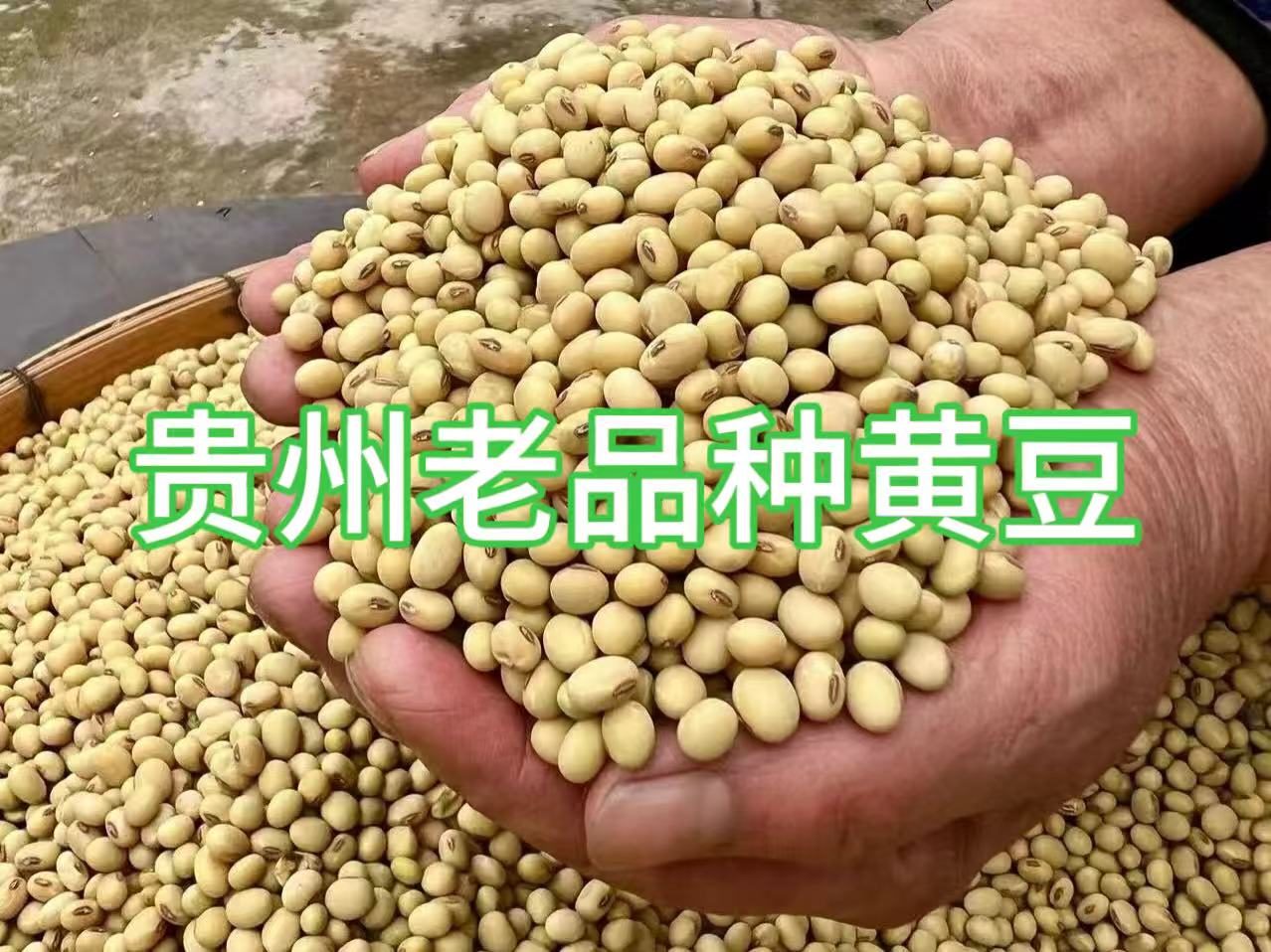 贵州农家传统老品土黄豆
