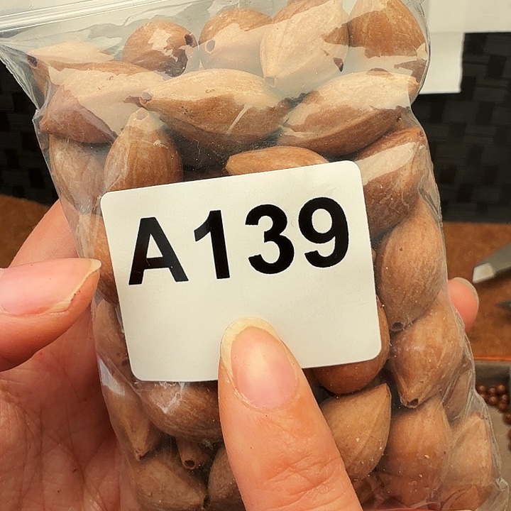 张***程橄榄核手串/手链橄榄