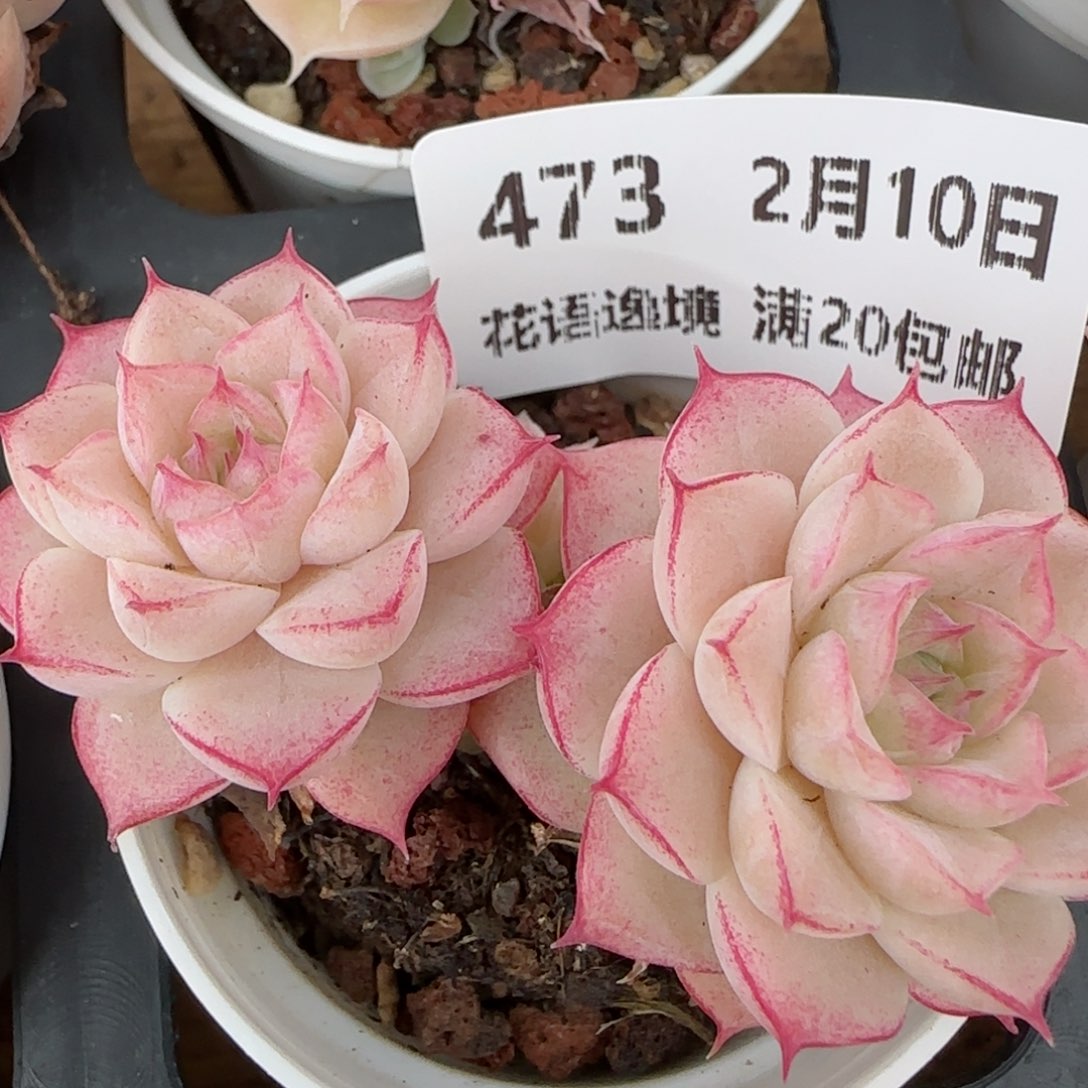 花语逸境0210-，473