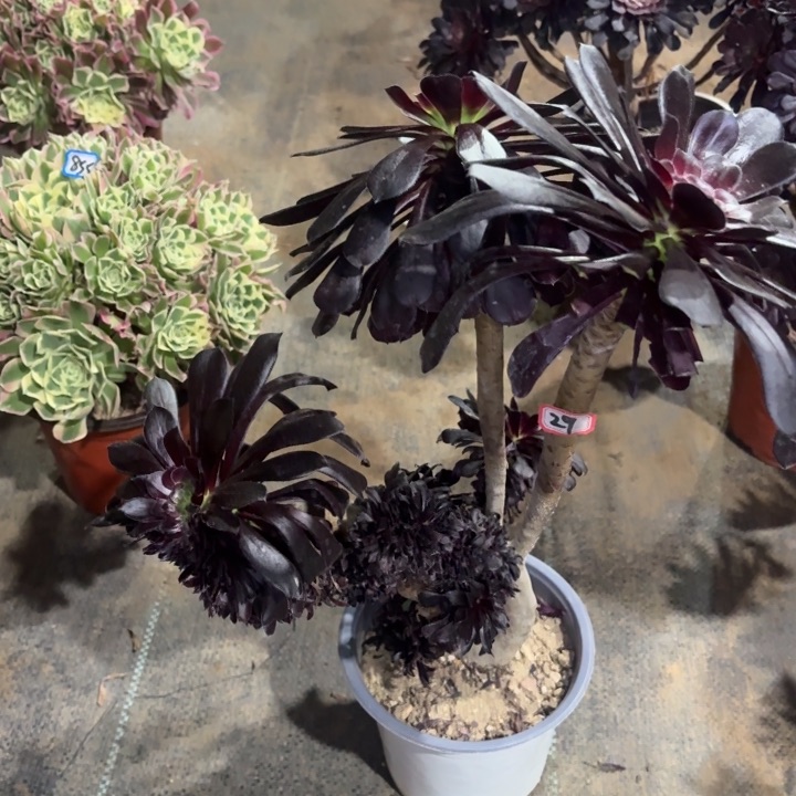 墨缀29法师多肉一物一拍