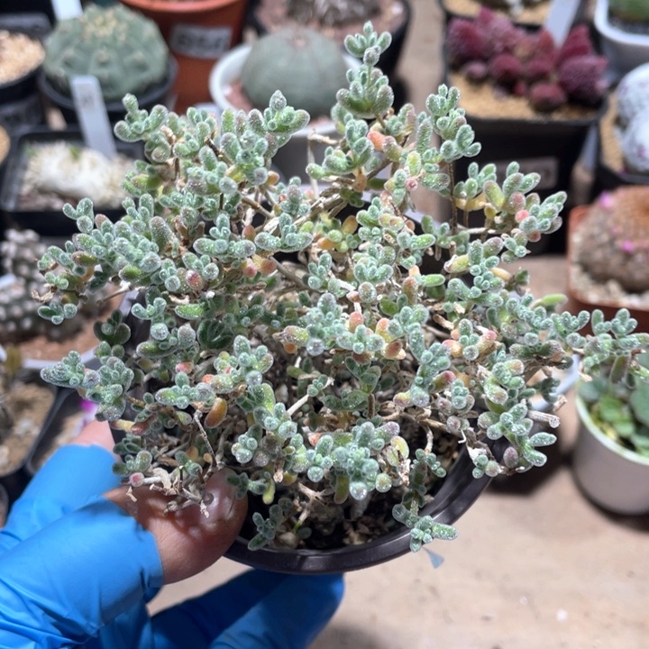 031大冰晶枝干番杏