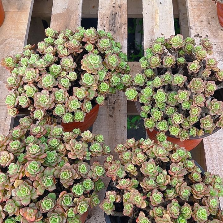 腊牡丹，满18包邮