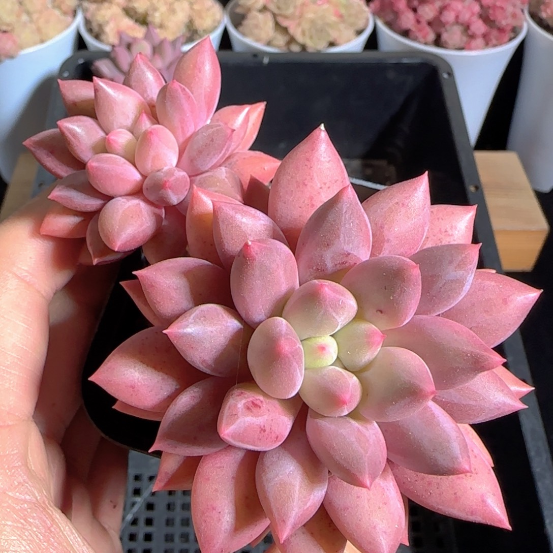 多肉1223-202红蜻蜓