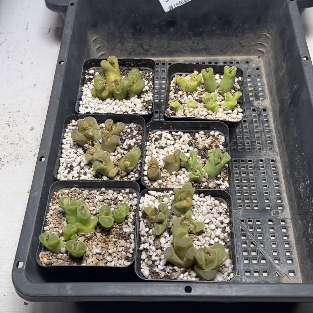 【闪购商品】陈*希321。         