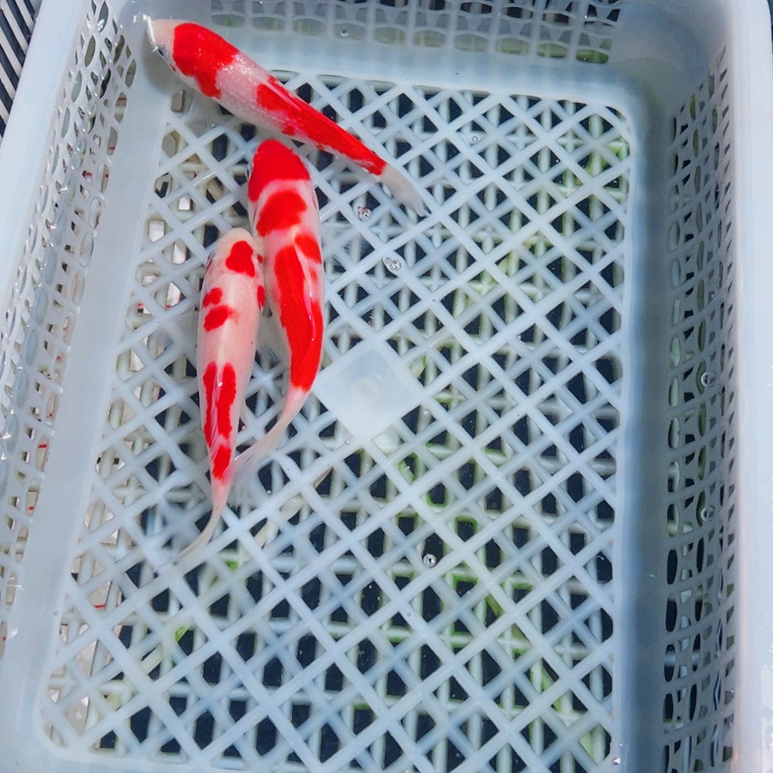 锦鲤锦鲤观赏鱼1111