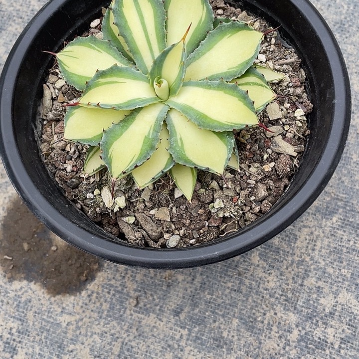 小***球无花朵龙舌兰绿色植物