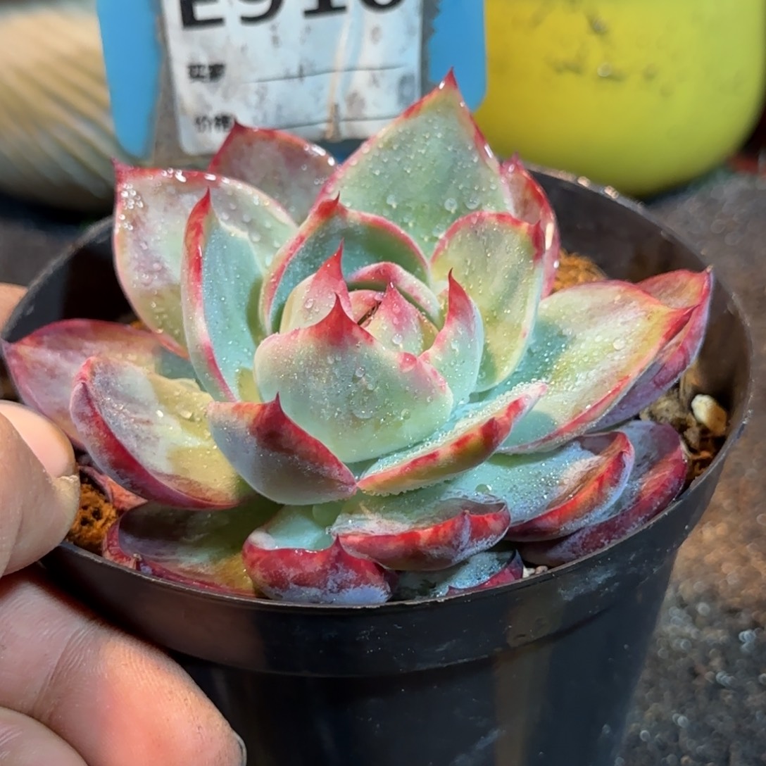 惊鸿一物一拍包装收缩花旱910