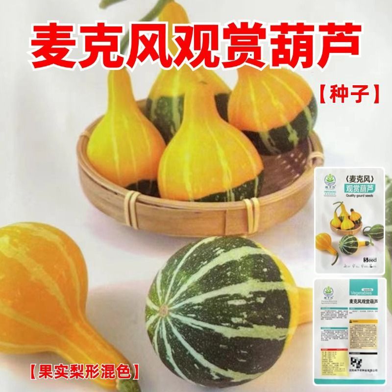 麦克风观赏葫芦种子果实梨形种子庭院室外阳台爬滕盆栽观赏植物阳